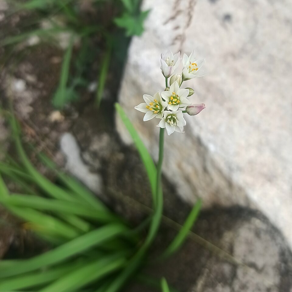 Nothoscordum