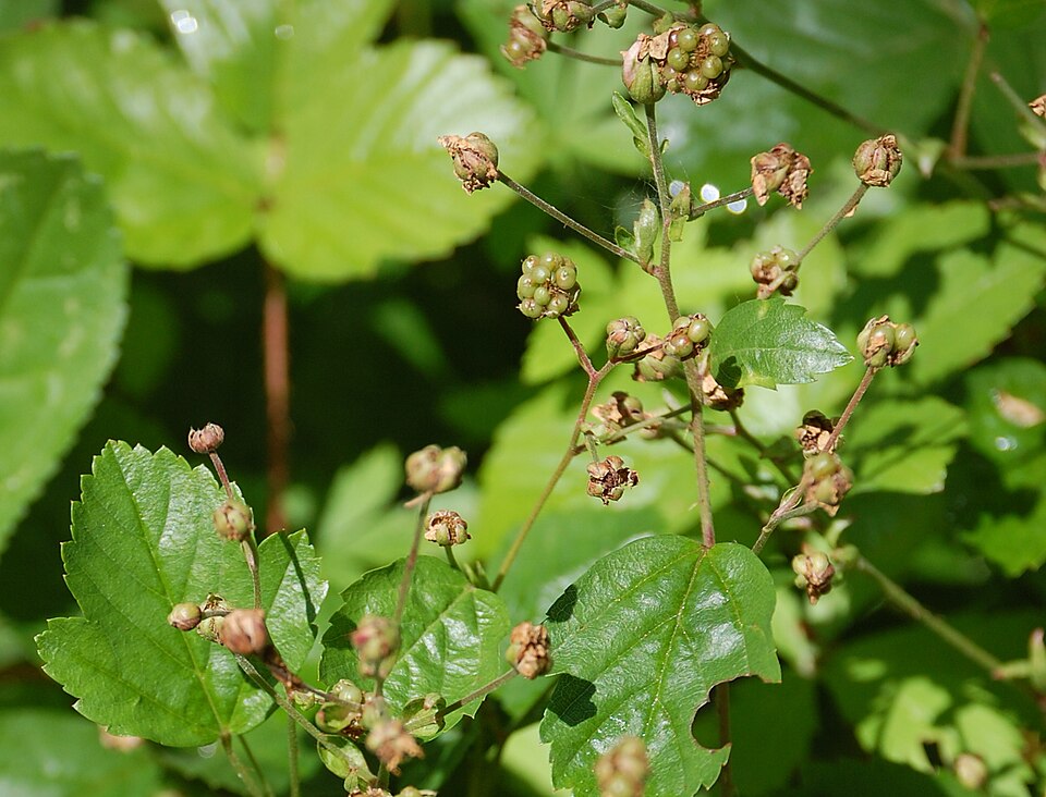 Rubus hispidus (swamp dewberry) (alternate view 7)