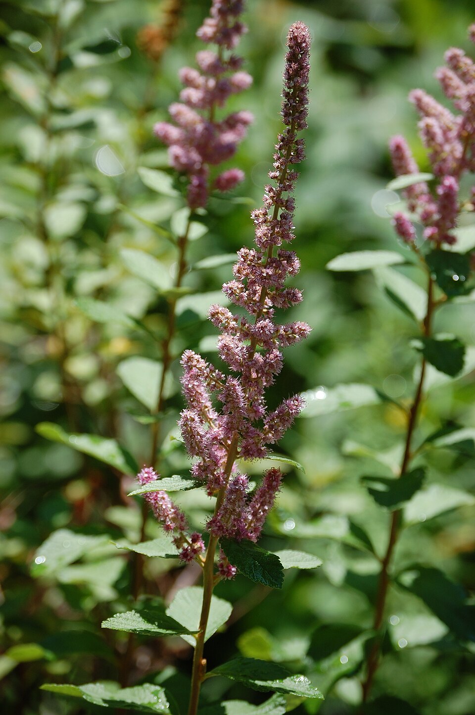 Spiraea tomentosa (Steeplebush) (alternate view 7)