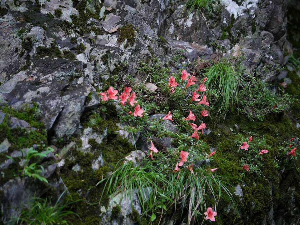 Rhododendron indicum (southern Indian azalea)