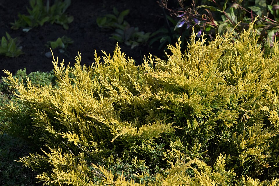 Juniperus horizontalis 'Lime Glow' (Lime Glow Juniper) (alternate view 3)