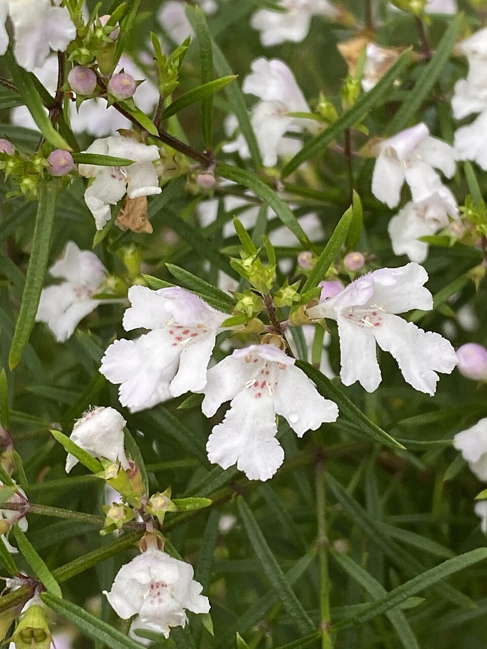 Westringia longifolia (alternate view 6)