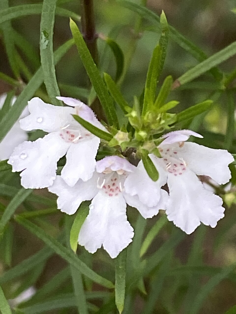 Westringia longifolia (alternate view 7)