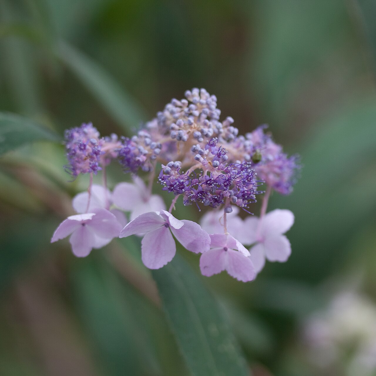 Hydrangea involucrata, Bristly hydrangea — mounding deciduous (Hydrangeaceae) (image 6 of 10)