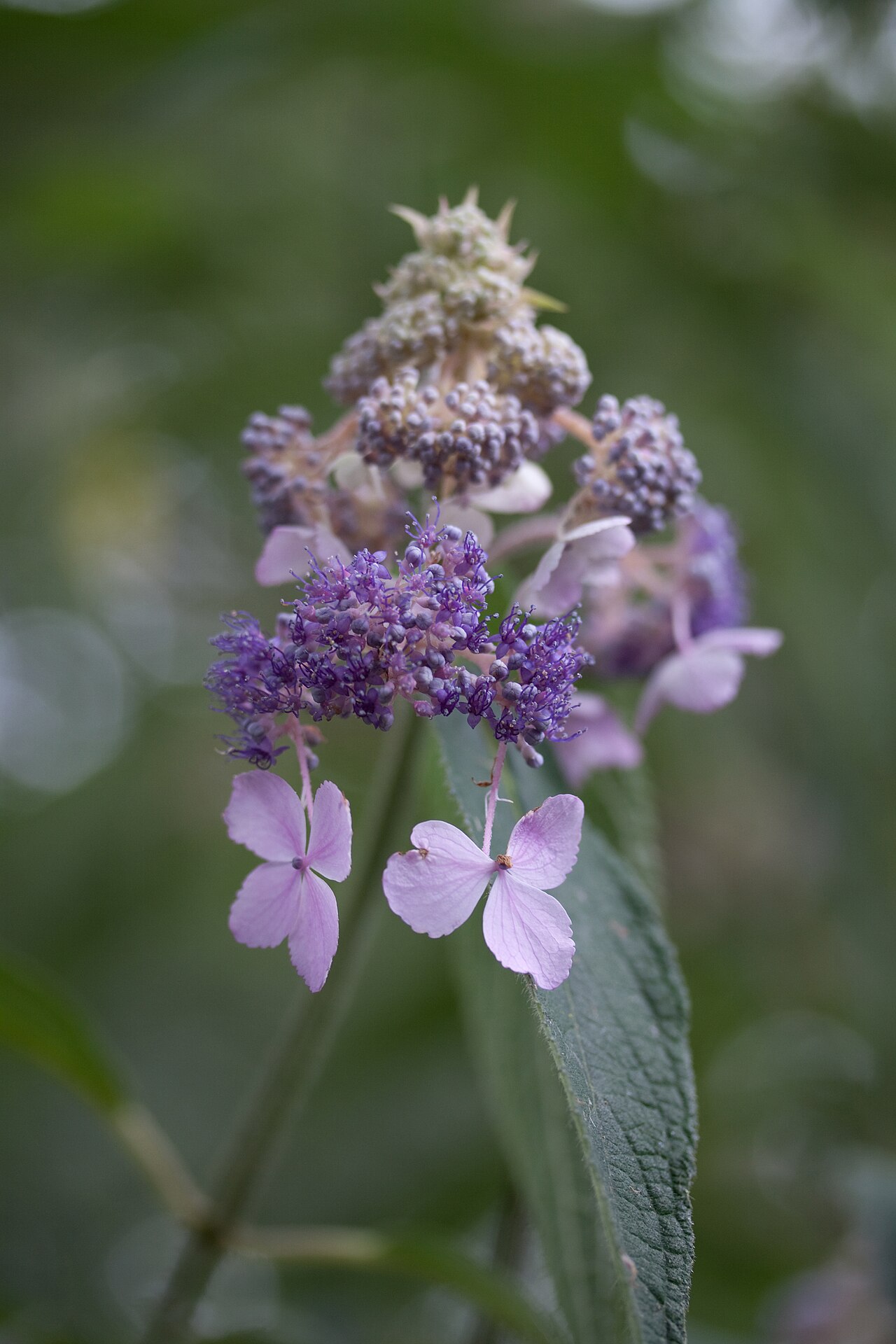 Hydrangea involucrata, Bristly hydrangea — mounding deciduous (Hydrangeaceae) (image 7 of 10)