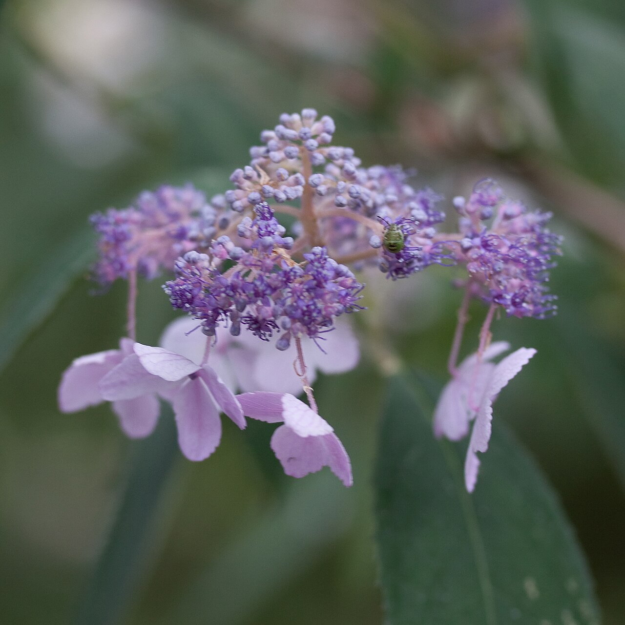 Hydrangea involucrata, Bristly hydrangea — mounding deciduous (Hydrangeaceae) (image 8 of 10)