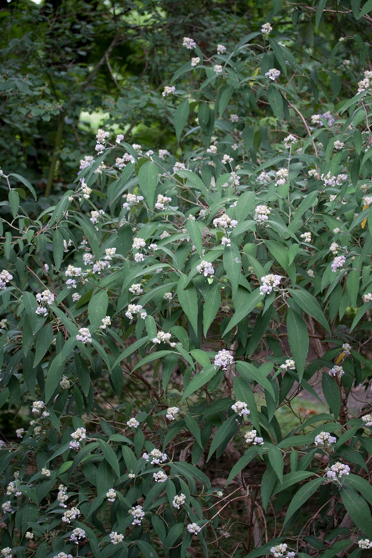 Hydrangea involucrata, Bristly hydrangea — mounding deciduous (Hydrangeaceae) (image 9 of 10)