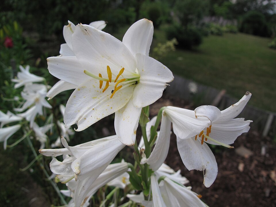 Lilium candidum (Madonna lily) (alternate view 10)
