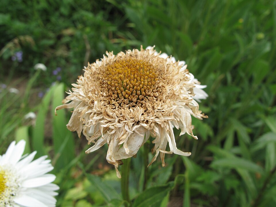 Leucanthemum x superbum (Shasta daisy) (alternate view 6)