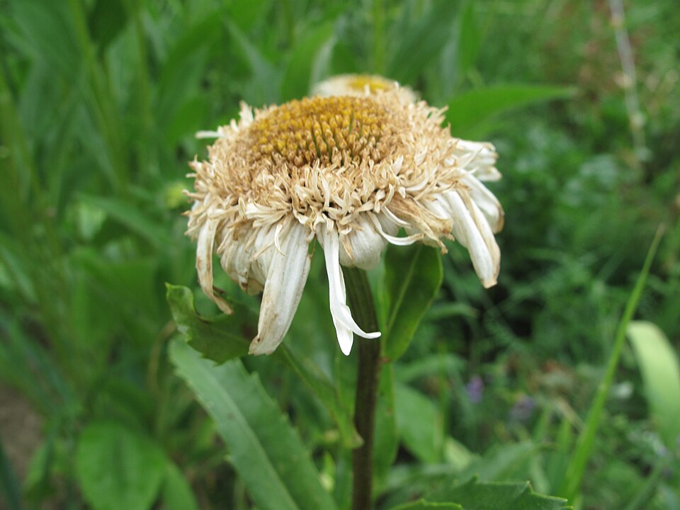 Leucanthemum x superbum (Shasta daisy) (alternate view 7)