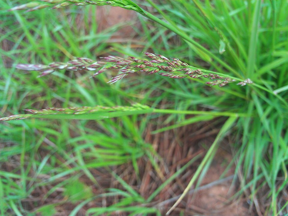 Festuca rubra (Red Fescue)