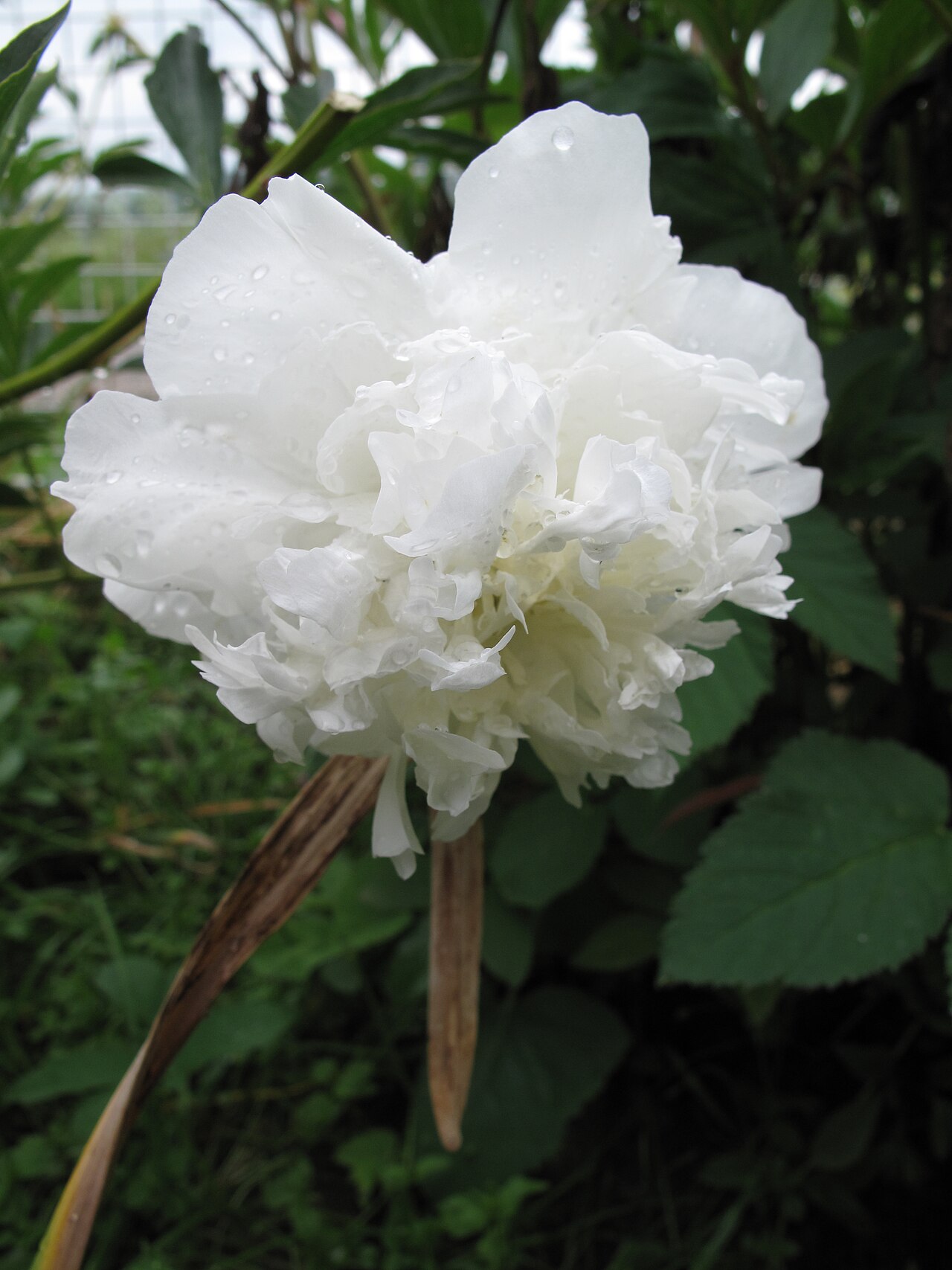 Hibiscus mutabilis, Confederate rose — upright deciduous (Malvaceae) (image 7 of 10)
