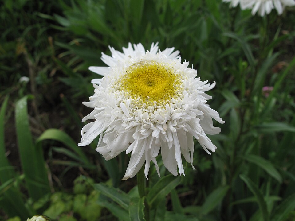 Leucanthemum x superbum (Shasta daisy) (alternate view 8)