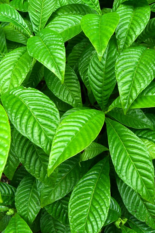 Psychotria nervosa (Shiny-leaved Wild Coffee) (alternate view 5)