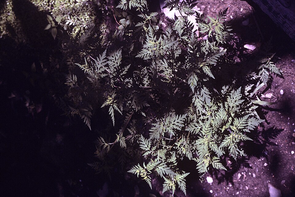 Ambrosia artemisiifolia (common ragweed)