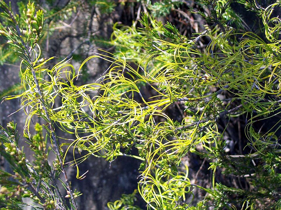 Caustis flexuosa (Curly Wig)