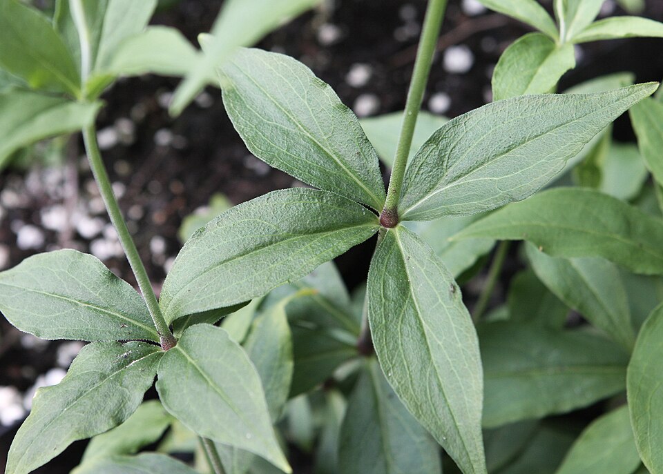 Silene stellata (starry campion) (alternate view 8)