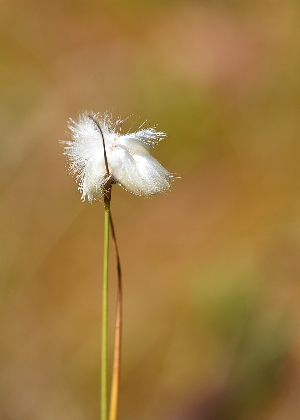 Eriophorum virginicum (tawny cottongrass) (alternate view 8)