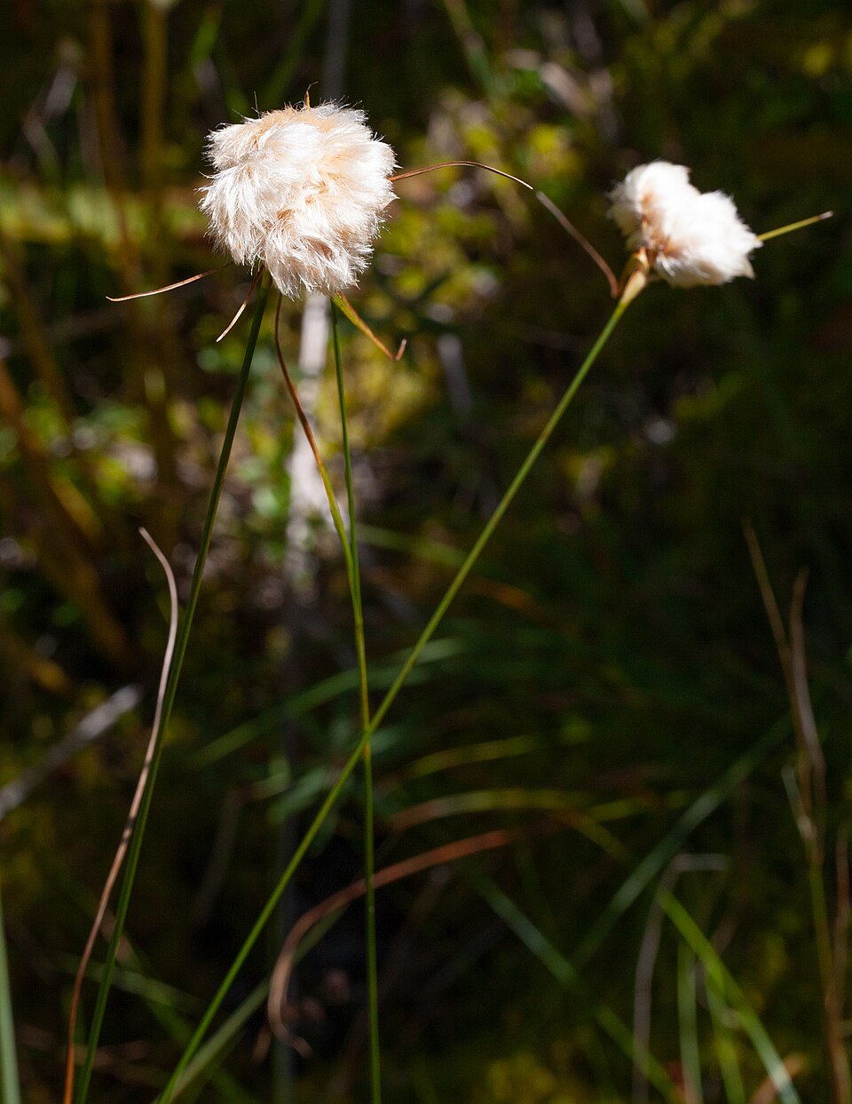Eriophorum virginicum (tawny cottongrass) (alternate view 9)