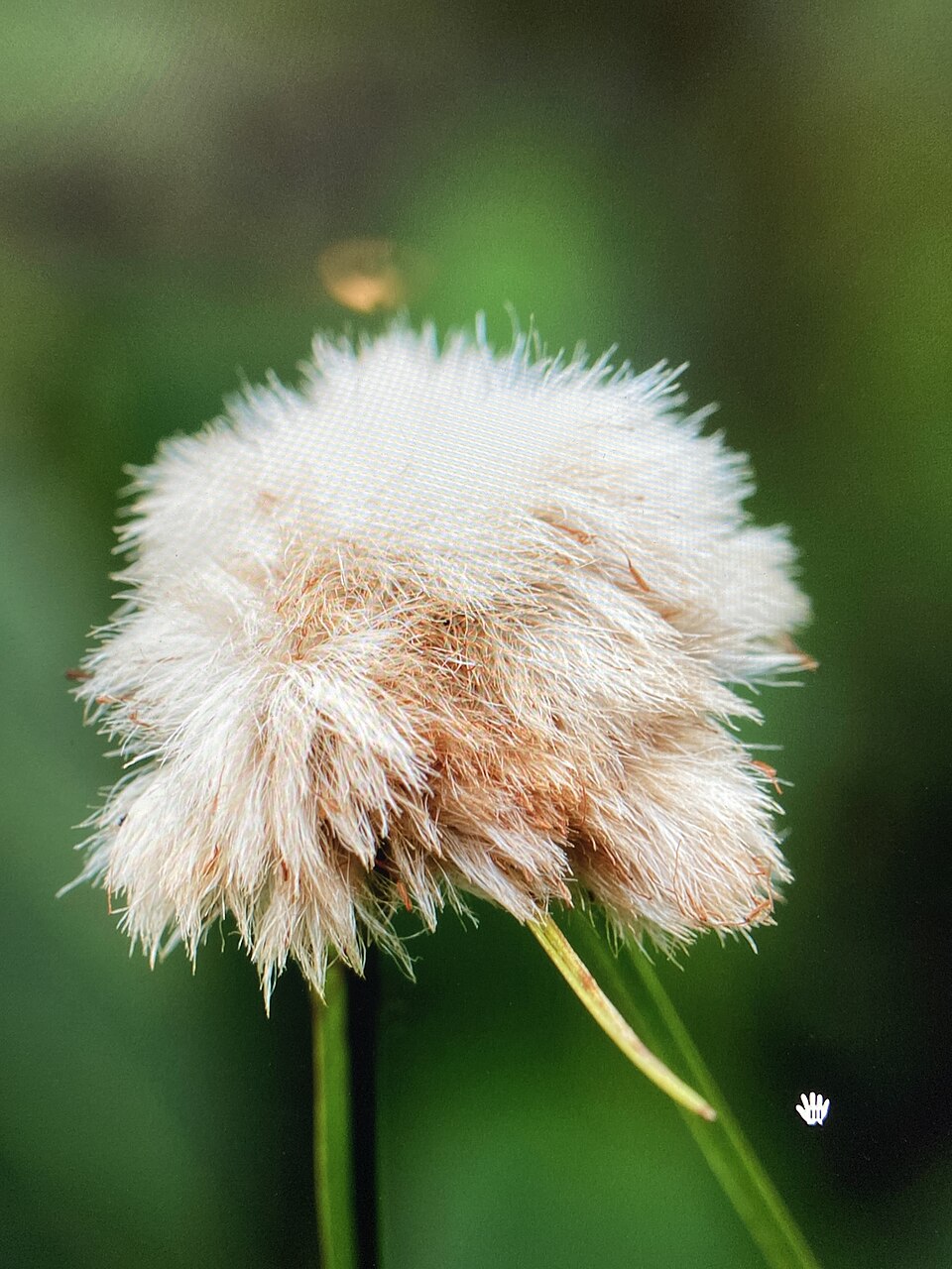 Eriophorum virginicum (tawny cottongrass) (alternate view 10)