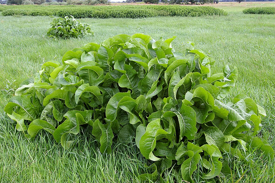 Armoracia rusticana (Horseradish)