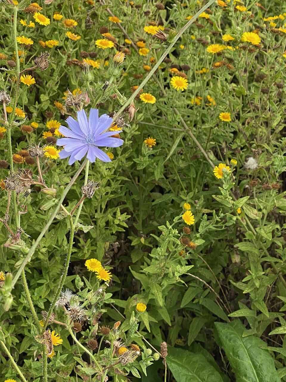 Cichorium intybus (chicory) (alternate view 8)