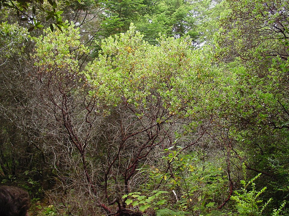 Arctostaphylos columbiana (hairy manzanita) (alternate view 4)