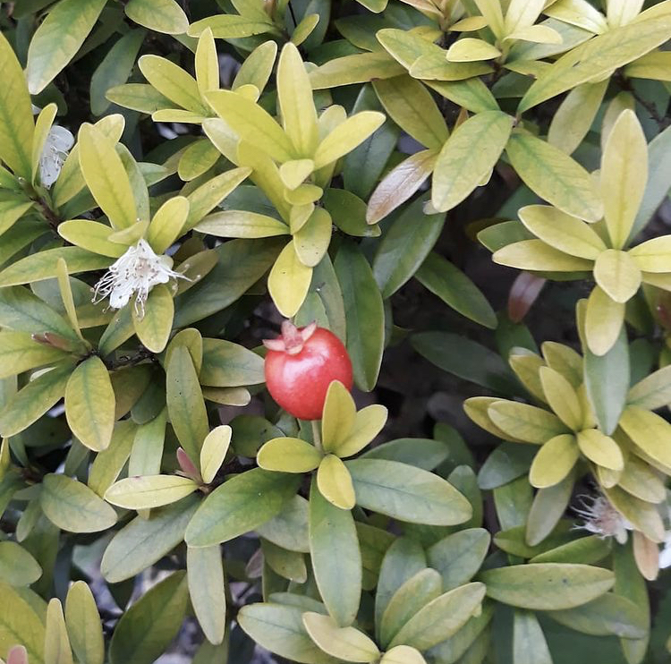 Eugenia