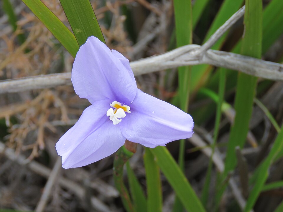 Patersonia occidentalis (Purple Flag) (alternate view 10)