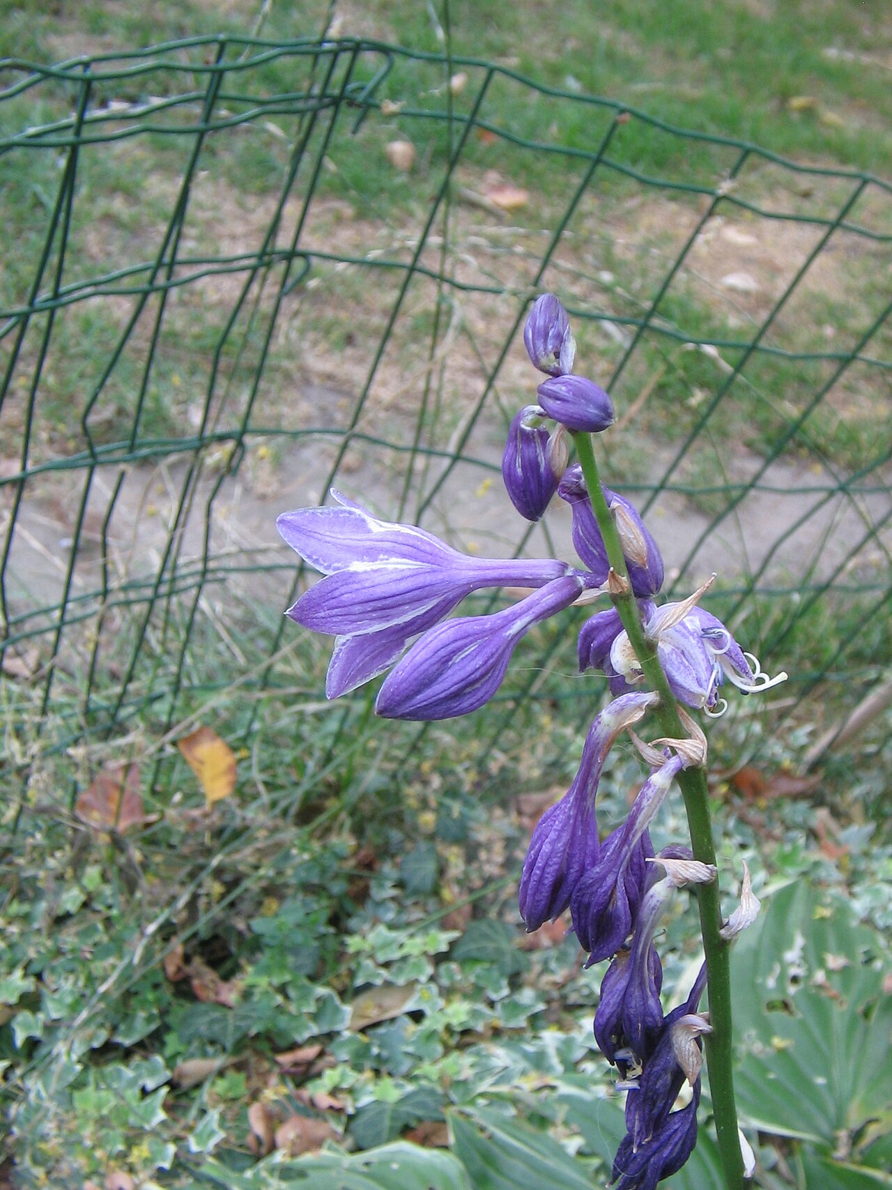Hosta ventricosa, Blue plantain lily — clumping deciduous (Asparagaceae) (image 10 of 10)