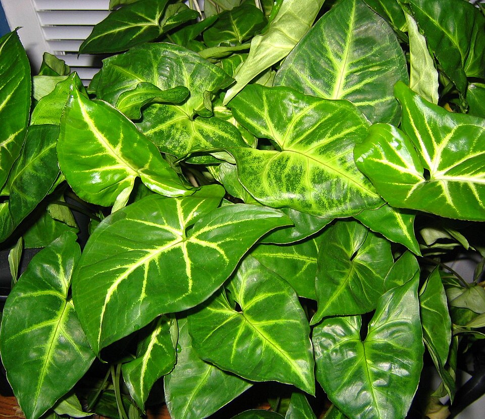 Syngonium podophyllum (Arrowhead Plant) (alternate view 6)