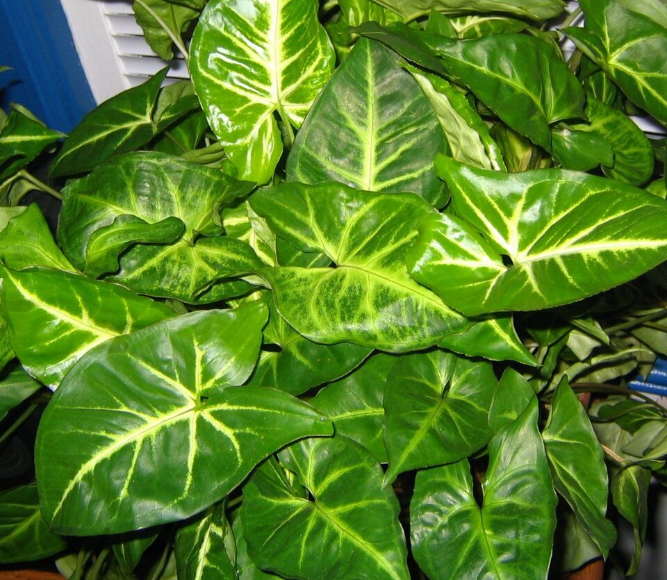 Syngonium podophyllum (Arrowhead Plant) (alternate view 7)
