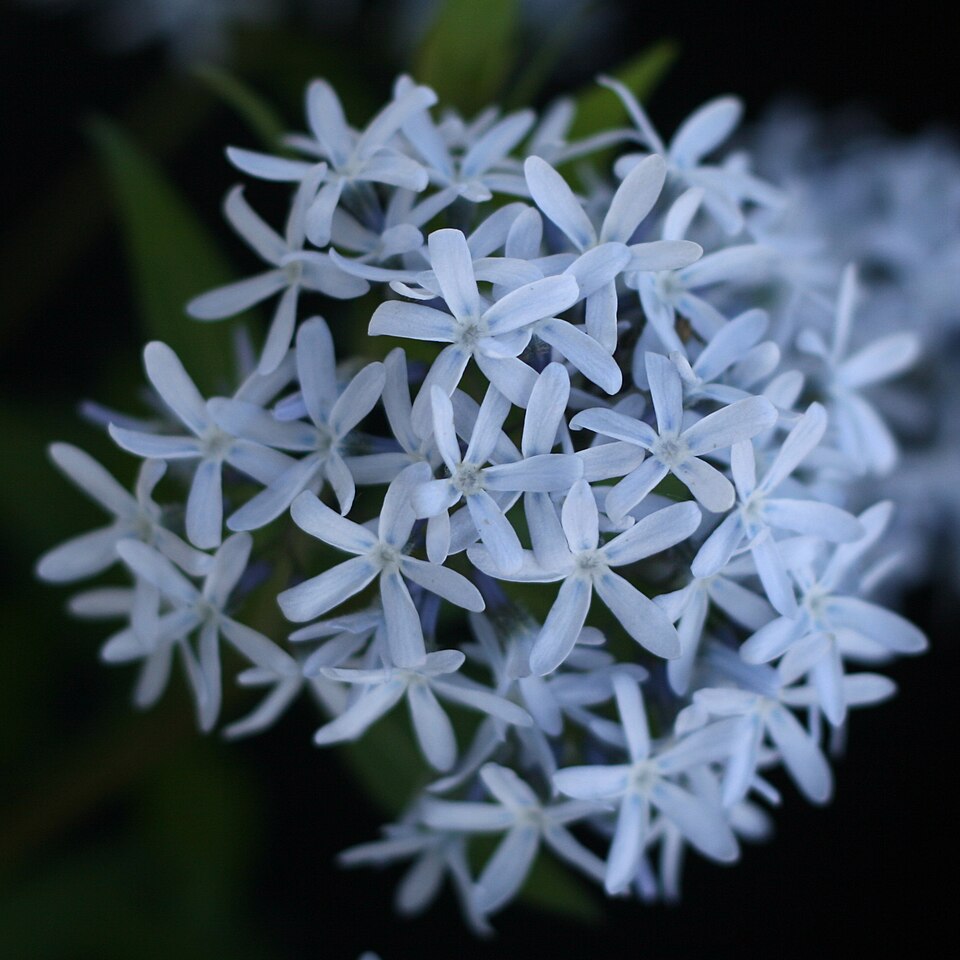 Amsonia × 'Blue Ice' (Blue Ice Bluestar)