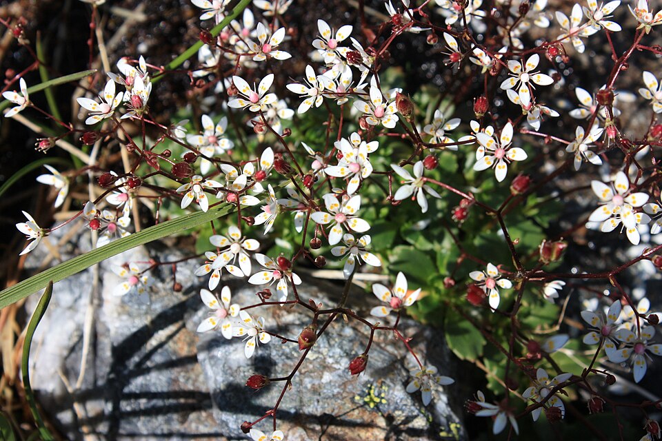 Micranthes stellaris (Hairy Kidney-wort)