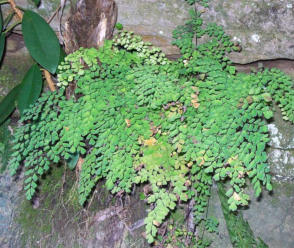 Adiantum aethiopicum (common maidenhair fern) (alternate view 4)