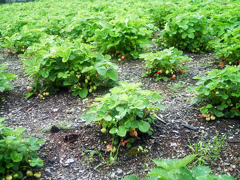 Fragaria ananassa, Garden strawberry — spreading semi-evergreen (Rosaceae) (image 4 of 9)