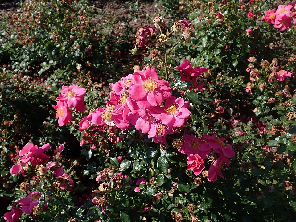 Rosa 'Bienenweide Rosa'