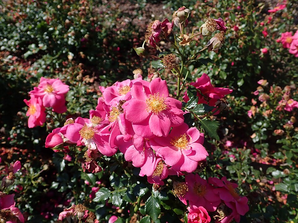 Rosa 'Bienenweide Rosa' (alternate view 2)