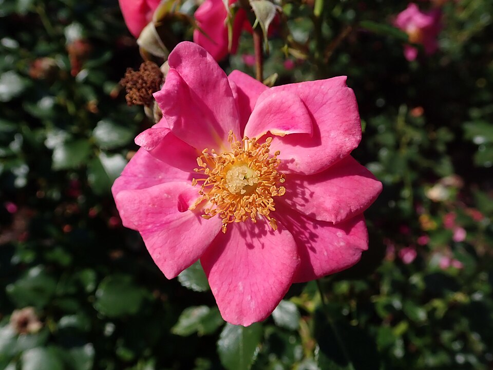 Rosa 'Bienenweide Rosa' (alternate view 3)
