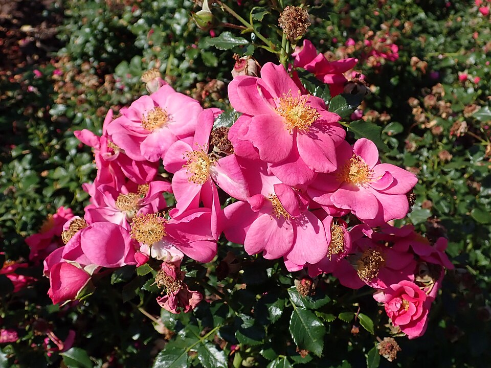 Rosa 'Bienenweide Rosa' (alternate view 4)