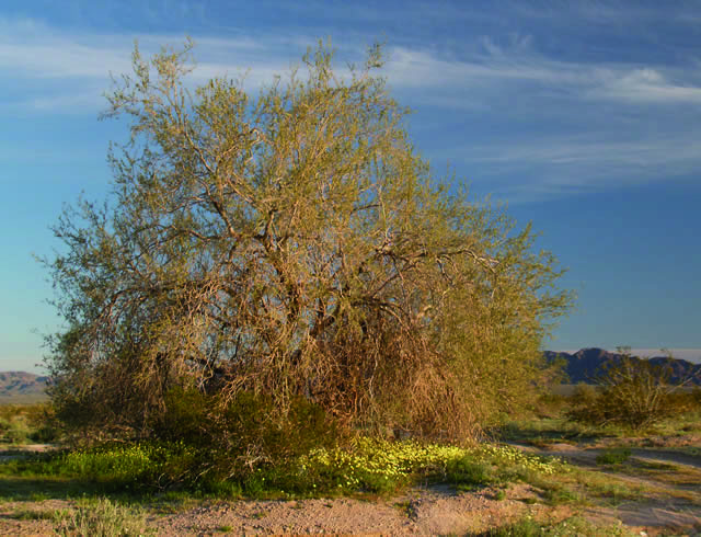 Olneya tesota (desert ironwood) (alternate view 6)
