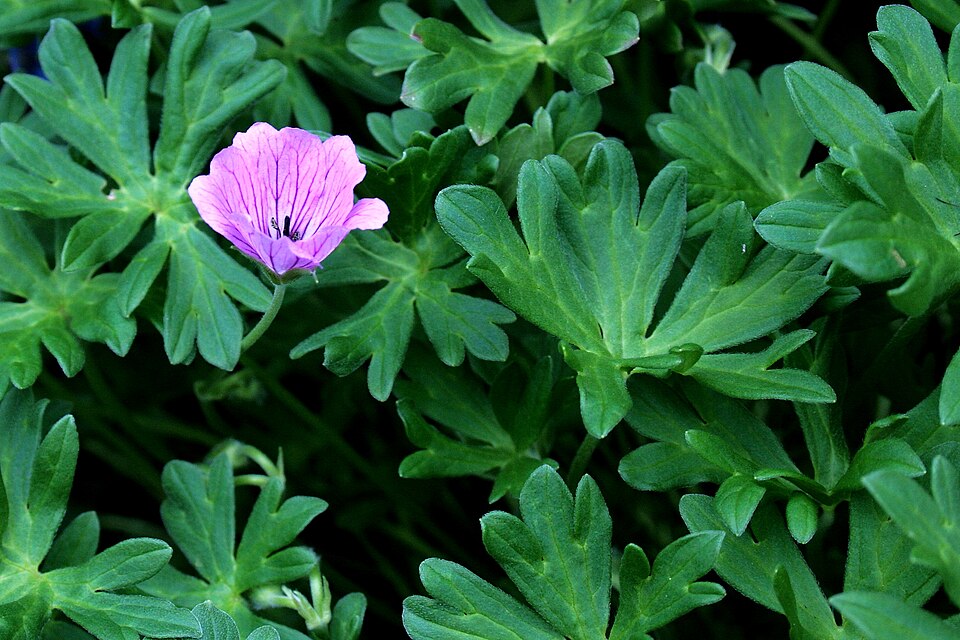 Geranium sanguineum (Bloody Crane's-bill)