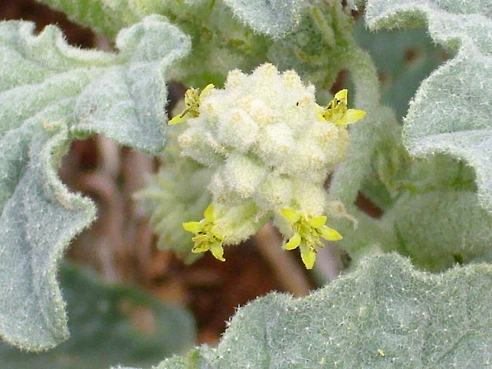 Chrozophora tinctoria (dyer's croton) (alternate view 8)