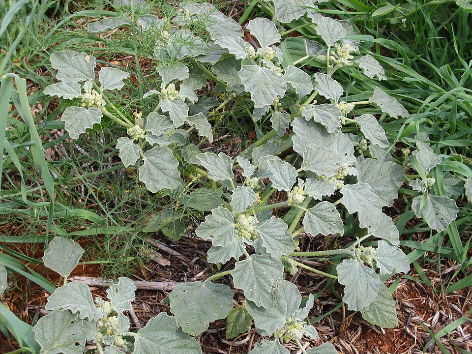Chrozophora tinctoria (dyer's croton) (alternate view 9)