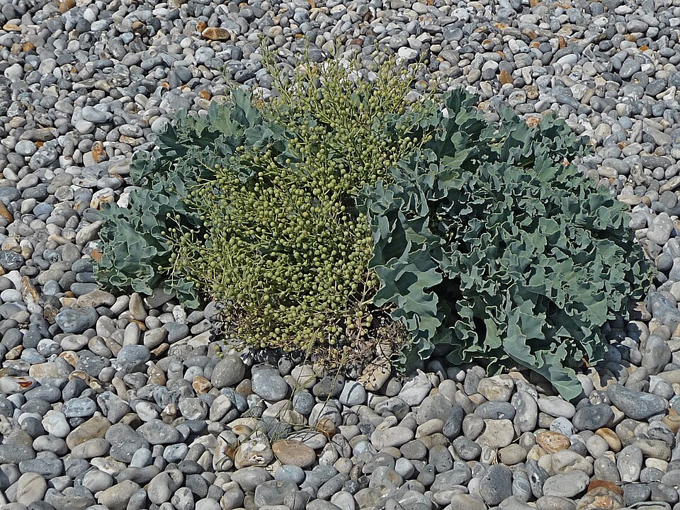 Crambe maritima (Sea Kale) (alternate view 8)