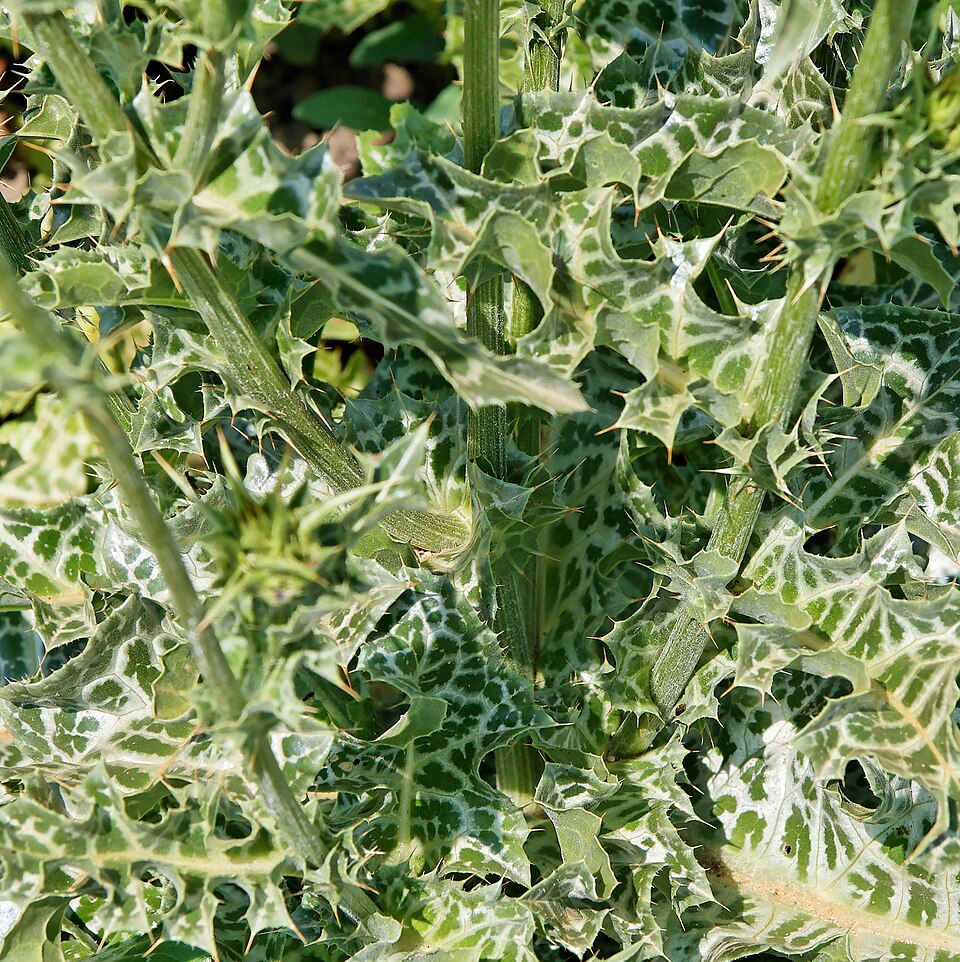Silybum marianum (milk thistle) (alternate view 9)