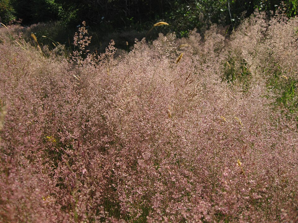 Festuca rubra (Red Fescue)