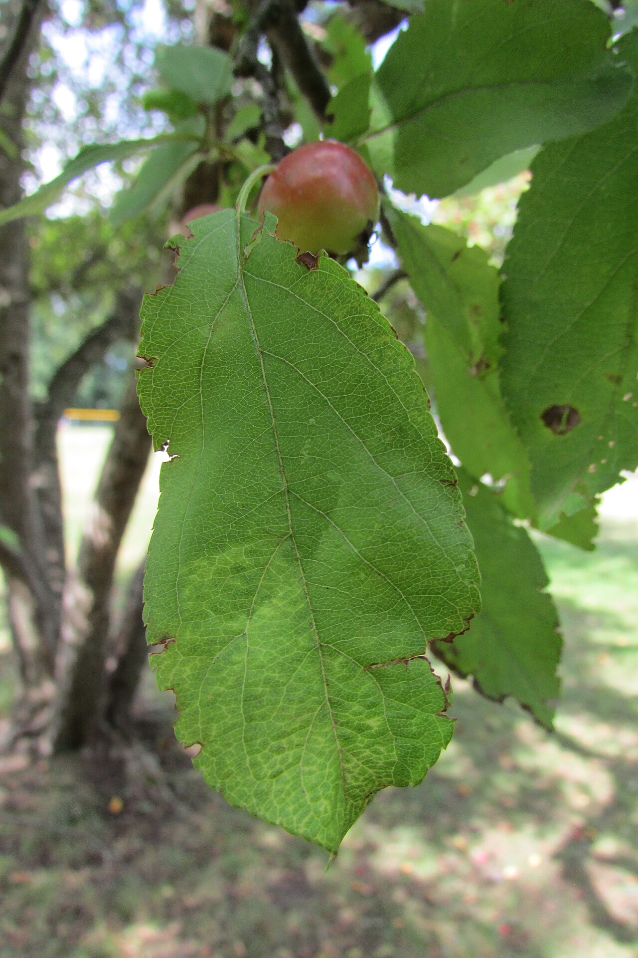 Malus coronaria, Sweet crabapple — spreading deciduous (Rosaceae) (image 10 of 10)