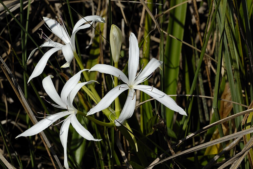 Crinum americanum (Southern Swamp Crinum) (alternate view 7)