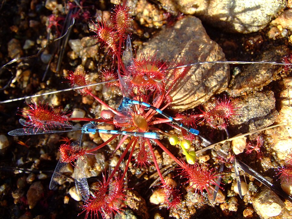Drosera intermedia (spoonleaf sundew)